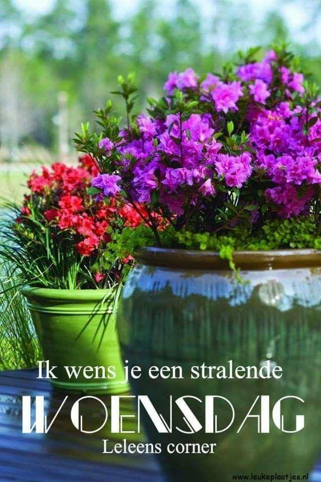 ᐅ fijne woensdag bloemen - Woensdag plaatjes